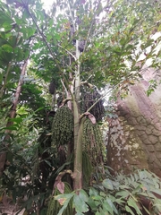 Caryota