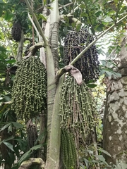Caryota