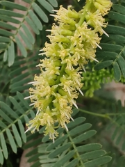 Prosopis