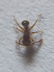 Tetramorium lanuginosum