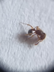 Tetramorium lanuginosum