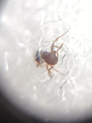 Tetramorium lanuginosum