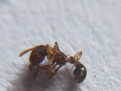 Tetramorium lanuginosum