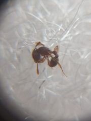 Tetramorium lanuginosum