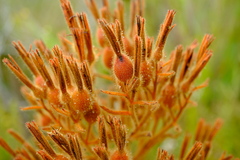 Dilatris viscosa