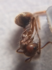 Dolichoderus taprobanae