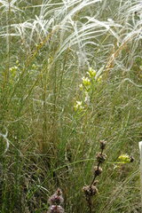 Sisymbrium polymorphum
