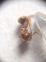 Dolichoderus taprobanae