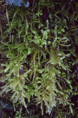 Eurhynchium striatum