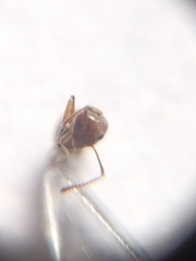 Dolichoderus taprobanae