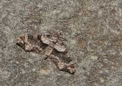 Oulobophora externaria