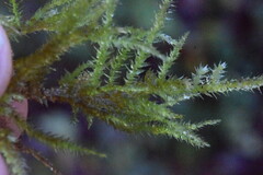 Eurhynchium striatum