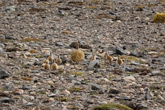Tinamotis pentlandii