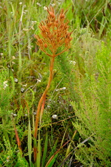 Dilatris viscosa