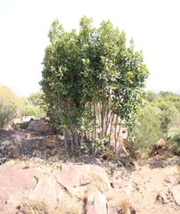 Syzygium × intermedium