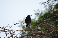 Chalcomitra amethystina