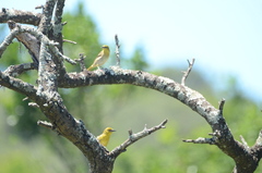 Ploceus subaureus subaureus