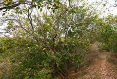 Pongamia pinnata image