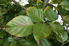 Pongamia pinnata image