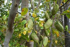 Pongamia pinnata image