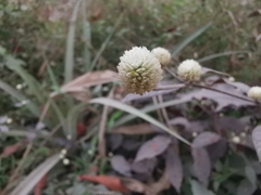 Gomphrena globosa