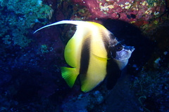 Heniochus intermedius