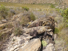 Adromischus triflorus