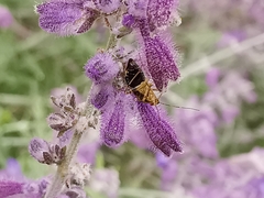 Liocoris tripustulatus