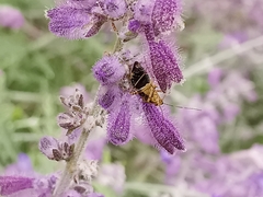 Liocoris tripustulatus