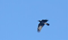Corvus cornix