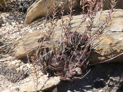 Adromischus triflorus