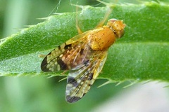 Xyphosia miliaria