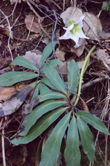 Helleborus niger