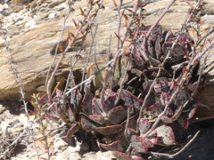 Adromischus triflorus