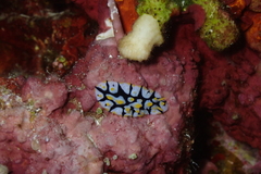 Phyllidia rueppelii