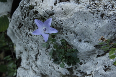 Campanula fragilis fragilis