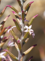 Adromischus triflorus