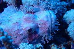 Scorpaenopsis