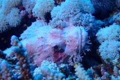Scorpaenopsis