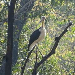 Leptoptilos javanicus