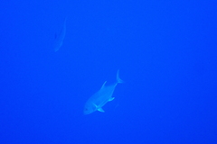 Caranx ignobilis