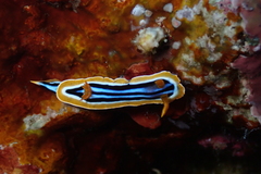 Chromodoris quadricolor
