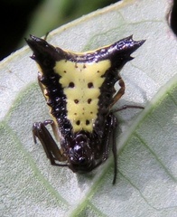 Micrathena plana