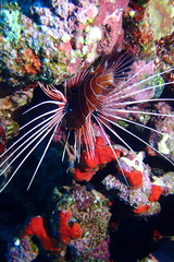 Pterois cincta