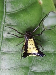 Micrathena plana