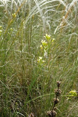 Sisymbrium polymorphum