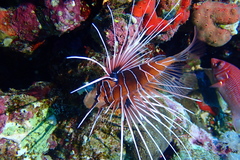 Pterois cincta