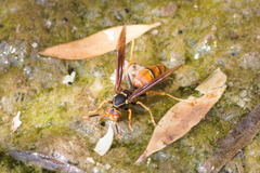 Polistes buyssoni