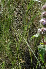 Sisymbrium polymorphum