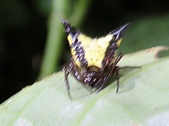 Micrathena plana